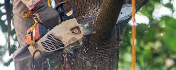 Professional Tree Services in Kingsport, TN